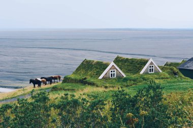 İzlanda atlar ve İzlanda tipik küçük bir evde.