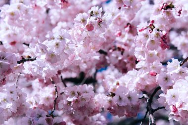 Bir bahar günü kiraz çiçekleri açar..