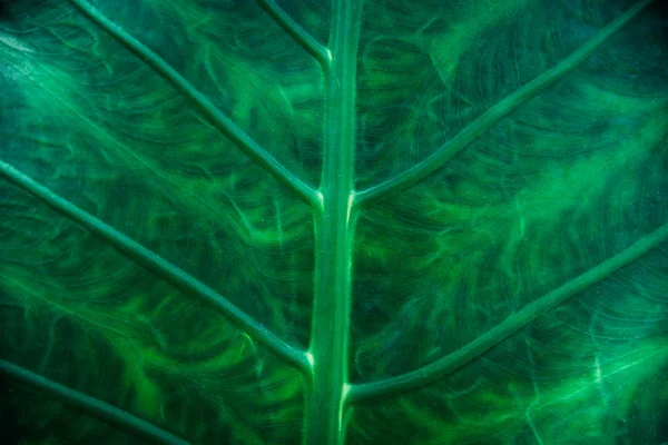 Detail of a green leaf in tropical plant. — Stock Photo, Image