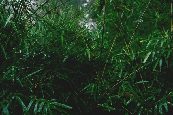 Fundo bonito feito com folhas verdes jovens . — Fotografia de Stock