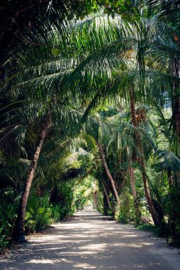 Koyu arka plan üzerinde tropikal yeşil yaprakları.