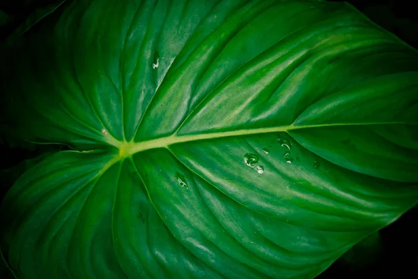 Vacker bakgrund gjord med unga gröna blad. — Stockfoto