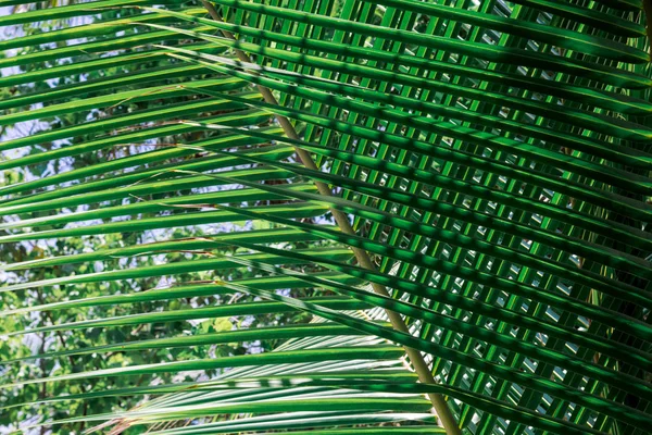 Tropiskt gröna blad på mörk bakgrund. — Stockfoto