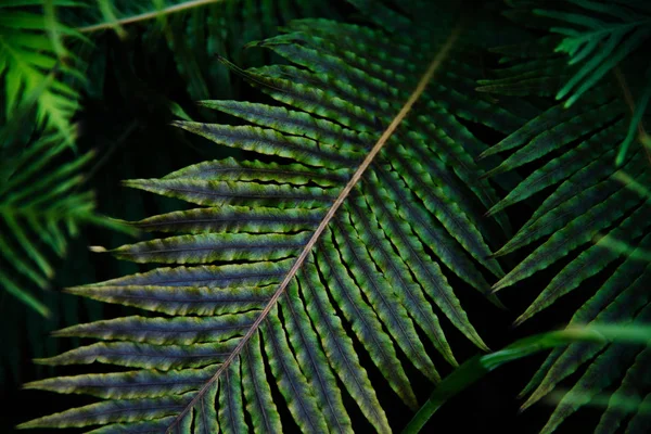 Tropiskt gröna blad på mörk bakgrund. — Stockfoto