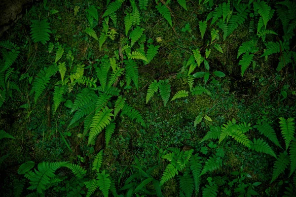 Tropikalna zieleń liści na ciemnym tle. — Zdjęcie stockowe