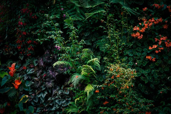 Тропические зеленые листья на темном фоне . — стоковое фото