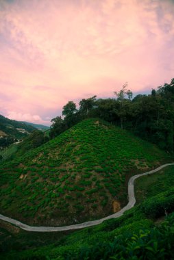 Cameron Highlands Çay Tarlaları.