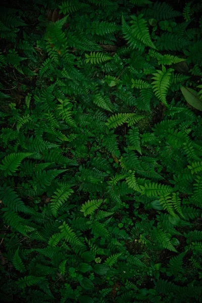 Folhas verdes tropicais no fundo escuro . — Fotografia de Stock