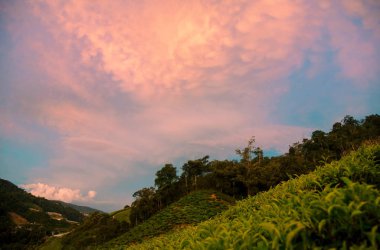 Cameron Highlands Çay Tarlaları.