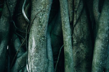 Ağaç gövde ve kök arka plan.