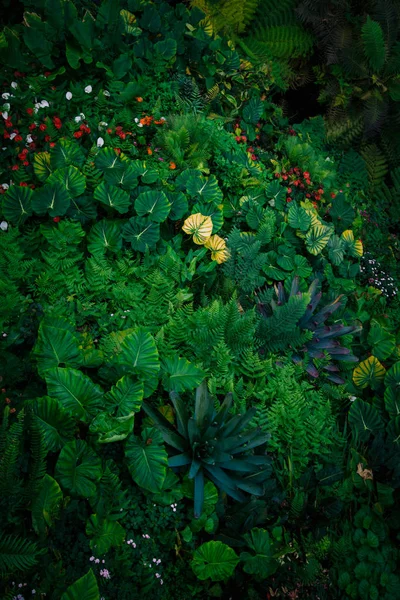 Folhas verdes tropicais no fundo escuro . — Fotografia de Stock