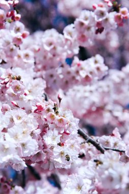 Bir bahar günü kiraz çiçekleri açar..