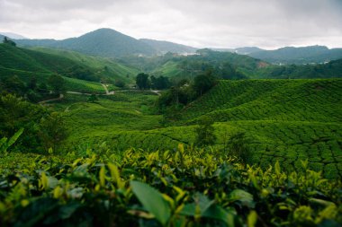 Cameron Highlands Çay Tarlaları.
