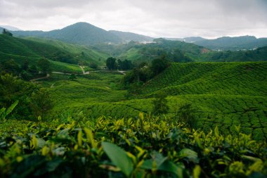 Tea Fields in the Cameron Highlands. clipart