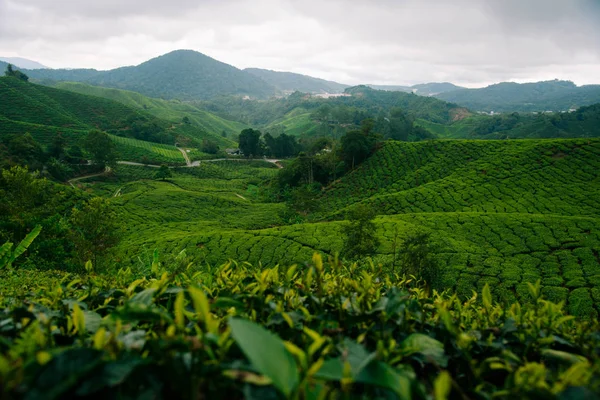 Theevelden in de Cameron Highlands. — Stockfoto