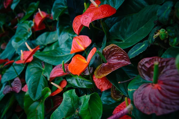 Tropiskt gröna blad på mörk bakgrund. — Stockfoto