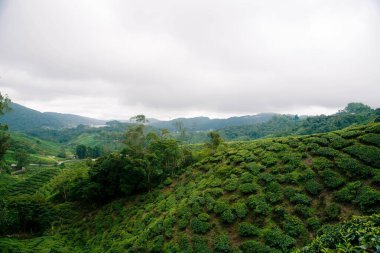 Cameron Highlands Çay Tarlaları.
