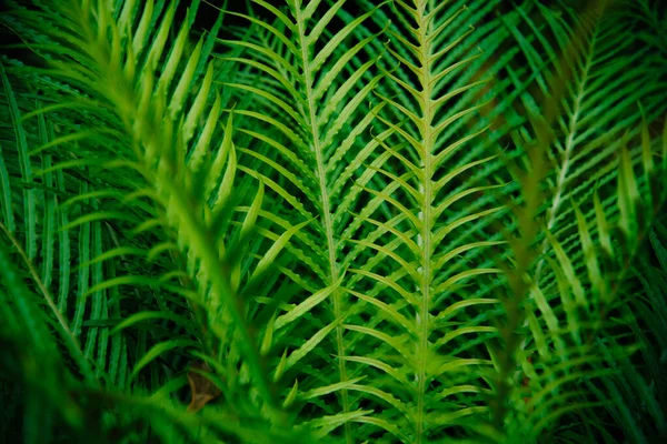 Tropische grüne Blätter auf dunklem Hintergrund. — Stockfoto