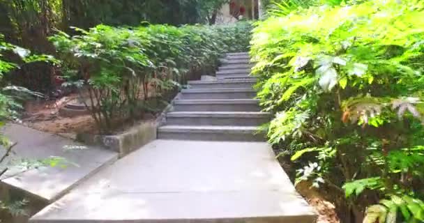 Klättra upp steniga trappor med vackra växter runt — Stockvideo