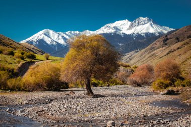 Dağların önünde yalnız sonbahar ağacı