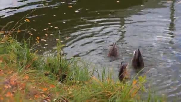 Manada de patos nadando en el estanque de la ciudad — Vídeos de Stock