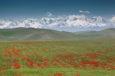 Berrak mavi gökyüzünün altında güzel haşhaş tarlası