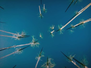 Mavi gölün ortasında duran soluk ağaçlar