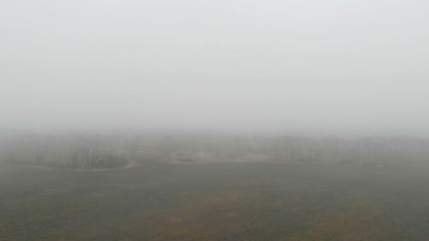 Vista dall'alto del volo degli uccelli sopra la foresta di betulle nella nebbia la mattina presto. Misterioso tempo nuvoloso e nebbioso. Il drone vola tra le nuvole sopra betulle autunnali . — Video Stock