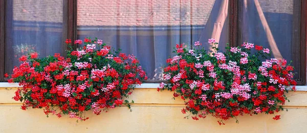 Taze Çiçekler Ile Çerçeveli Pencere — Stok fotoğraf