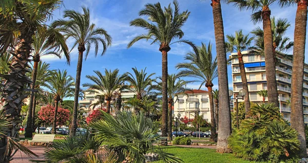 Palmy Croisette Cannes Miasto — Zdjęcie stockowe