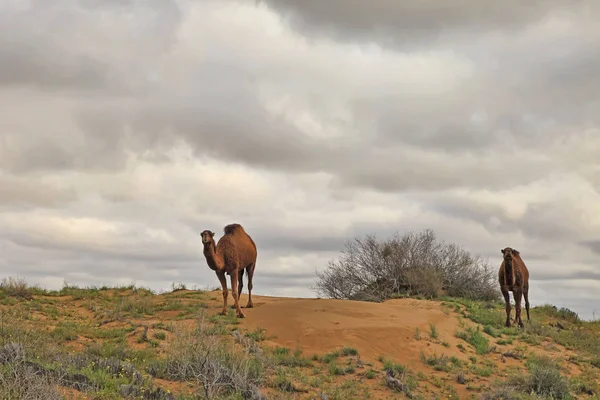 Spring in the Karakum desert. Turkmenistan, �amels graze in the