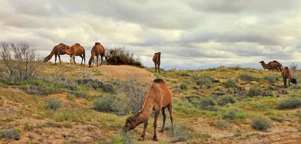 Spring in the Karakum desert. Turkmenistan, �amels graze in the