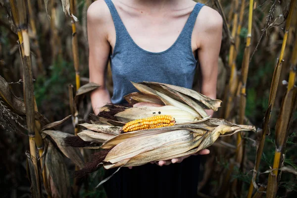 Untreated Corn Cob Leaves Hands Girl Corn Field — Stock Photo, Image