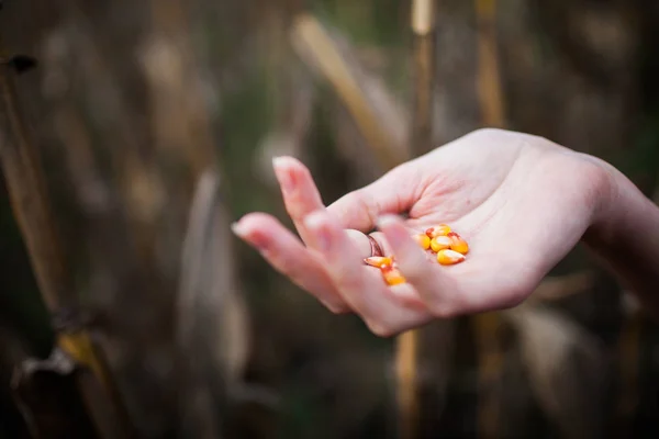 Зерно Невареної Кукурудзи Жіночих Руках — стокове фото
