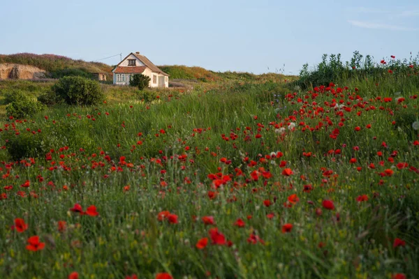 çiçekli haşhaş alan evde yalnız ülke
