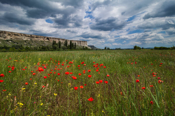 field of flowering poppies with white rocks in the background under cloudy sky