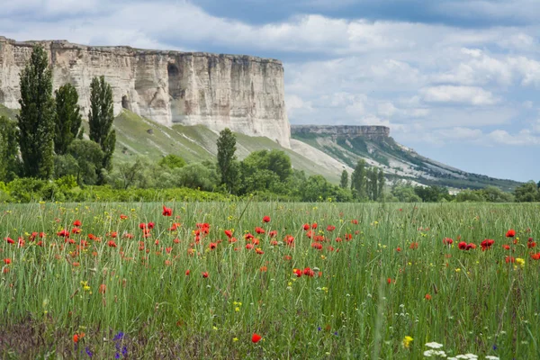 uzun otların ve çiçekli haşhaş alanının üstündeki şeffaf Beyaz kayalıklar