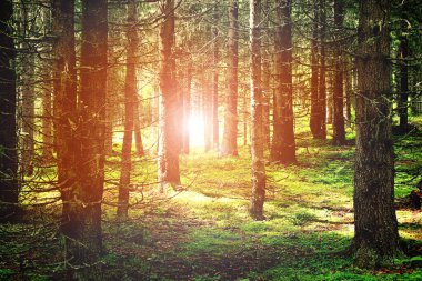 Ormanın güzel manzarası