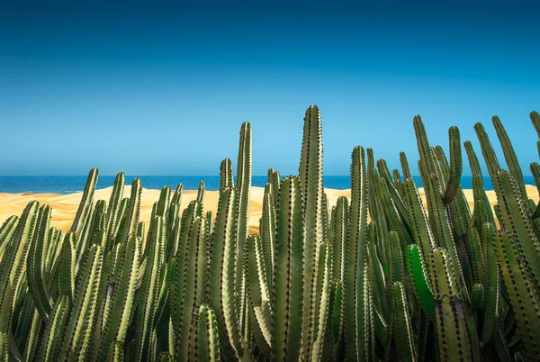 Een Panorama Van Woestijn Van Duinen Met Cactus — Stockfoto