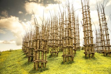 genç ağaçların orman