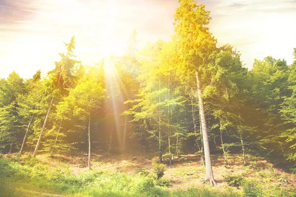 Rayons du soleil qui illuminent une forêt — Photo