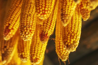 Eski ahşap vagon üzerinde asılı olgun kurutulmuş mısır koçanı