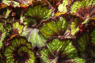 Begonya, begonya masoniana yaprak yaprakları,