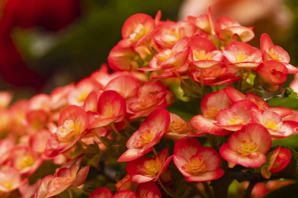Ljusa Röda Pinc Blommor Begonia Närbild — Stockfoto