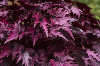 Çiçek açan, çiçekli Begonia yaprakları Rex Begonya.