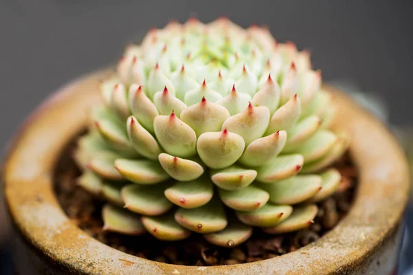 Consejos Verdes Rojos Echeveria Flor Suculenta — Foto de Stock