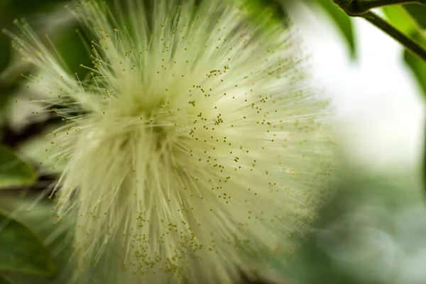 Mimosa Träd Blommor Blommar Sommaren — Stockfoto