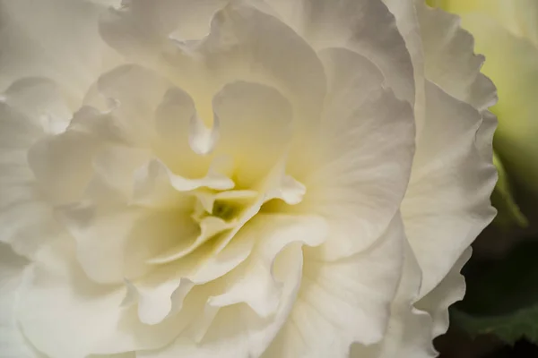 Flores Brancas Brilhantes Begônia Close Begonia Branca — Fotografia de Stock