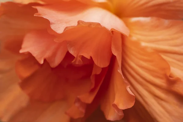Bright Orange Flowers Begonia Close — Stock Photo, Image