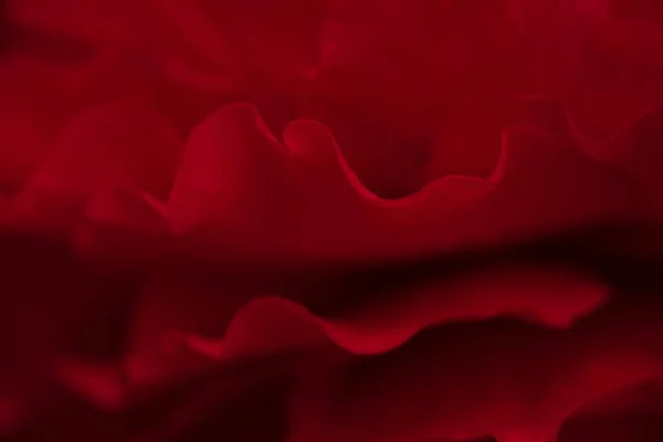 Jasne Czerwone Kwiaty Begonii Zbliżenie — Zdjęcie stockowe